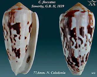Conus floccatus