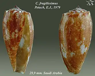 Conus fragilissimus