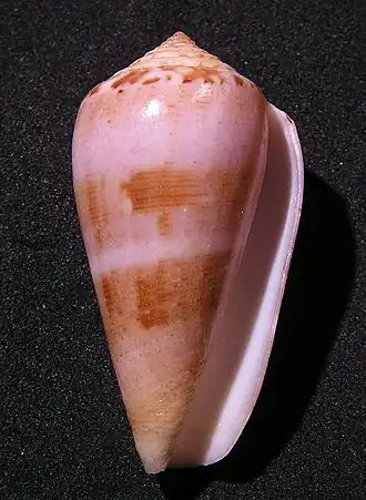 Conus fulmen