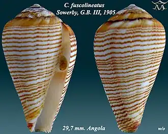 Conus fuscolineatus