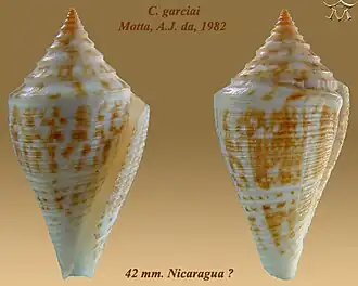 Conus garciai
