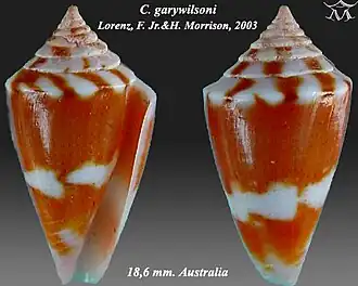Conus garywilsoni