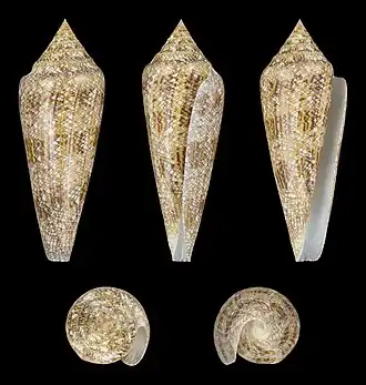 Conus gloriamaris