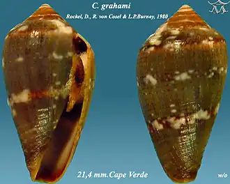 Conus grahami