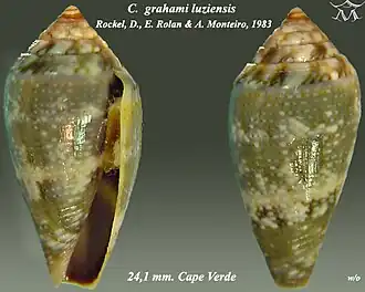 Conus grahami luziensis