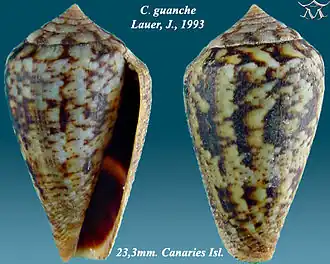 Conus guanche