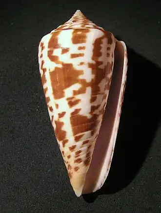 Conus inscriptus