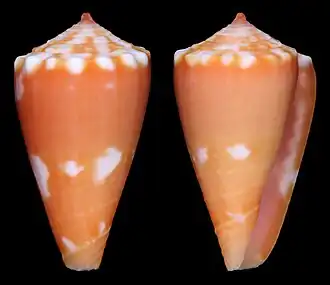 Conus jacarusoi