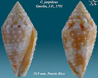 Conus jaspideus