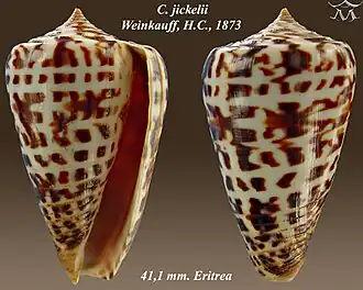 Conus jickelii