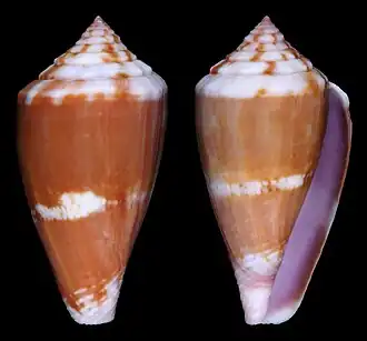 Conus jucundus
