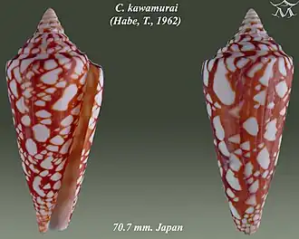Conus kawamurai