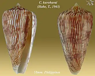 Conus kuroharai