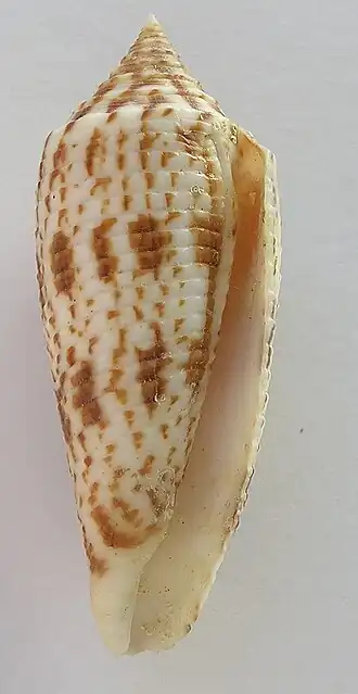 Conus laterculatus