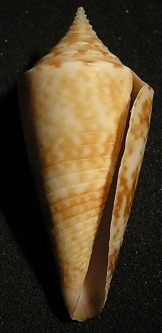 Conus lemniscatus