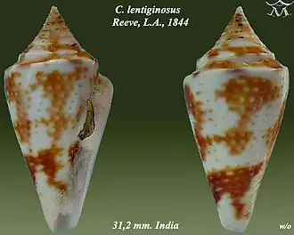 Conus lentiginosus