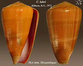 Conus lohri