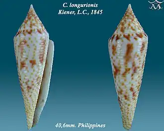 Conus longurionis