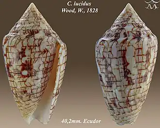Conus lucidus