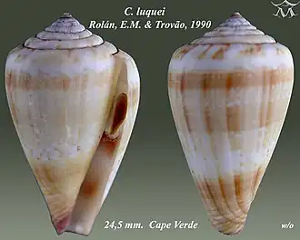 Conus luquei