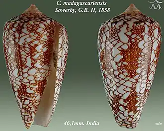 Conus madagascariensis