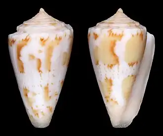Conus magellanicus