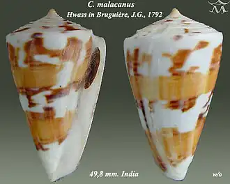 Conus malacanus