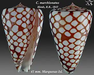 Conus marchionatus