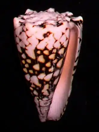 Conus vidua