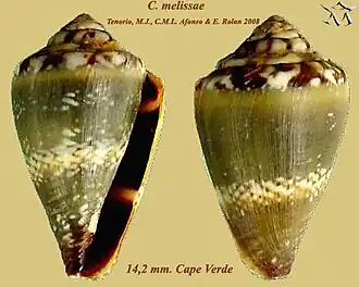 Conus melissae