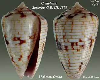 Conus melvilli