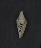 Conus milesi