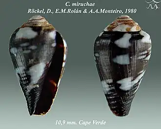 Conus miruchae