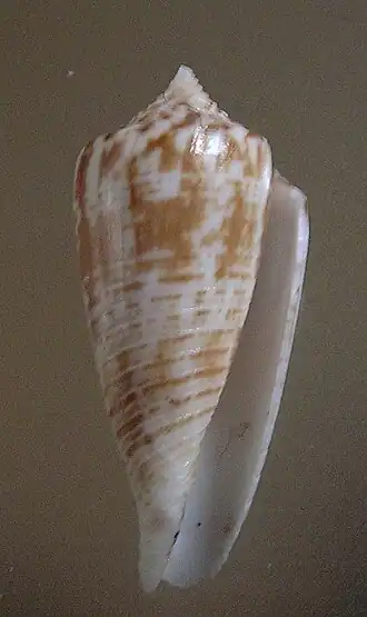 Conus mucronatus