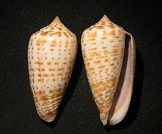 Conus mulderi
