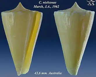 Conus nielsenae