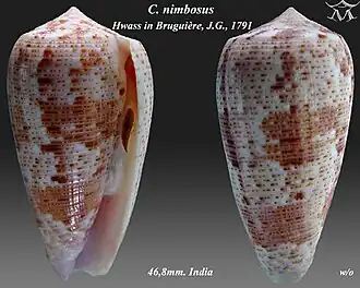 Conus nimbosus