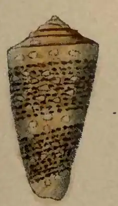 Conus nobilis victor