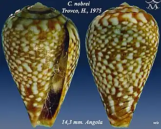 Conus nobrei