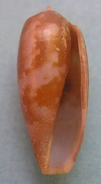 Conus obscurus