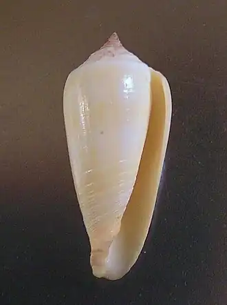 Conus ochroleucus tmetus