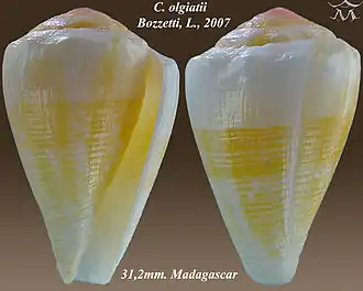Conus olgiatii