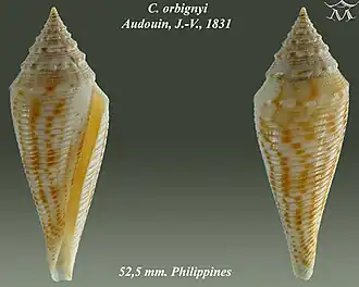 Conus orbignyi