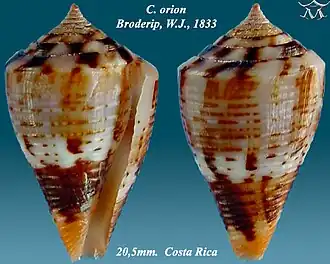 Conus orion