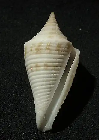 Conus pagodus