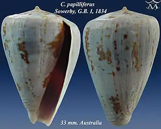 Conus papilliferus