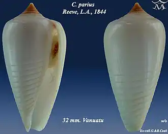 Conus parius