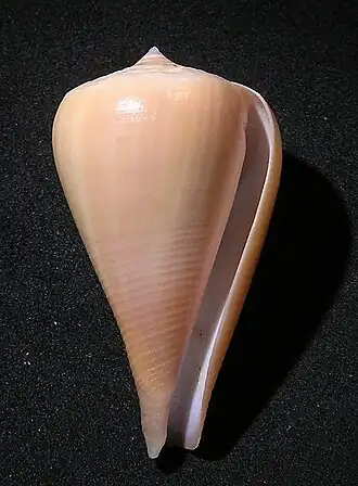 Conus patricius