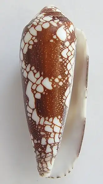 Conus pennaceus