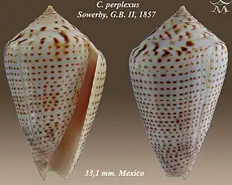 Conus perplexus